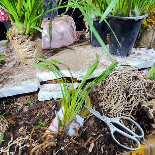 无花朵虎头兰独占春