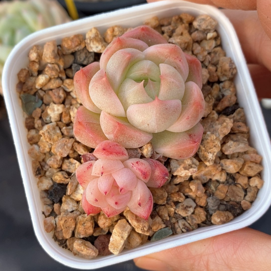 精品多肉一物一拍不包整49