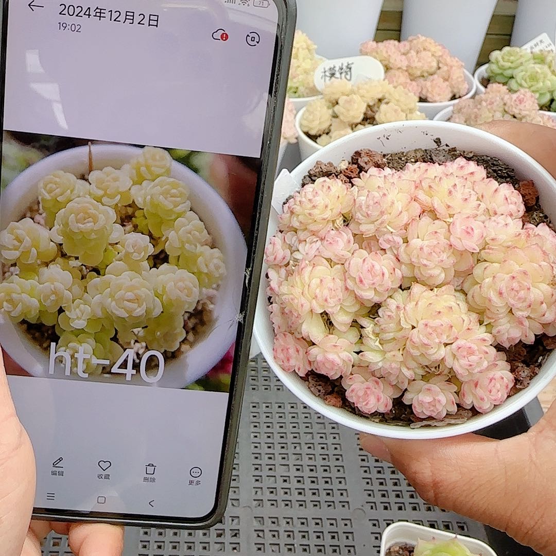 咱***1213-84（ht-40）专拍