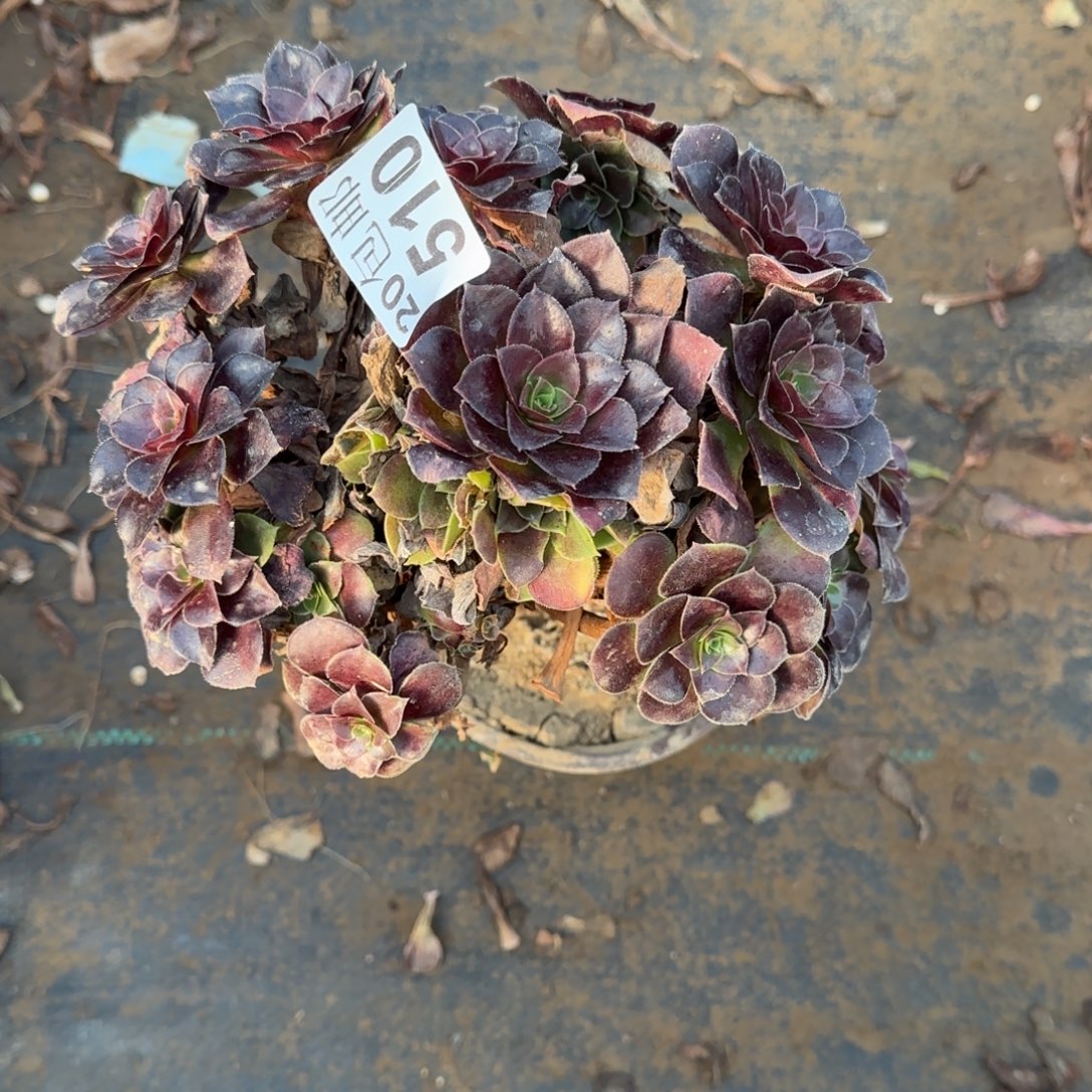 红玫瑰510满20包邮断枝不包