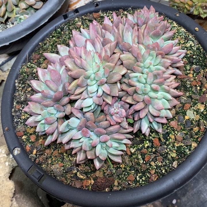 啊军喵多肉桃花缘缀