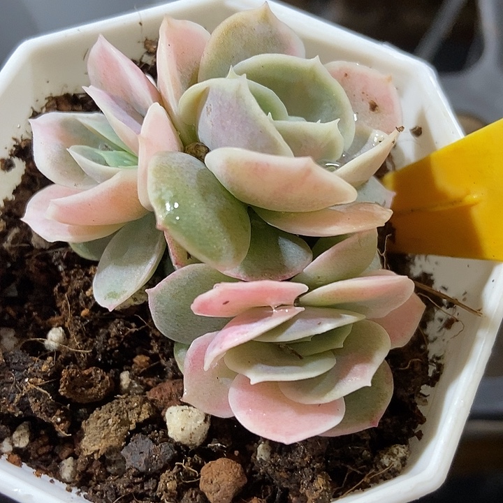 多肉植物蓝色惊喜锦566