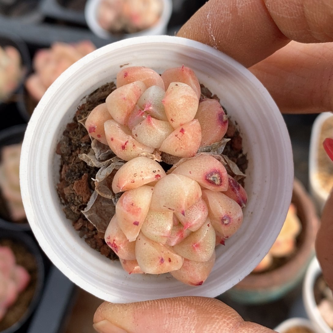 精品多肉一物一拍不包整44