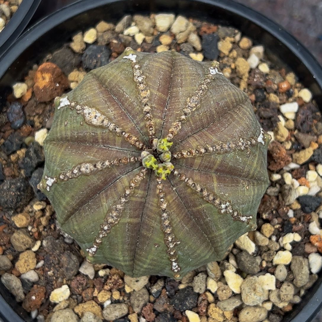 m欧系实生小笼包白锈