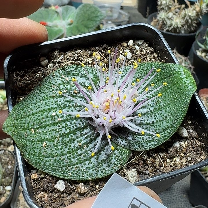 716紫镜带盆发货一个随机