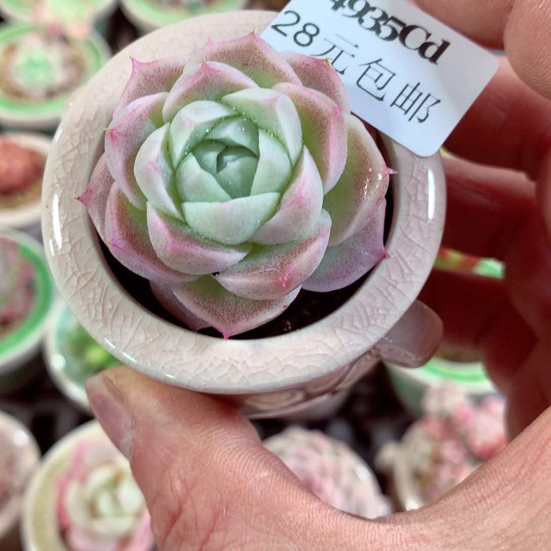 5厘米盆精控多肉4935