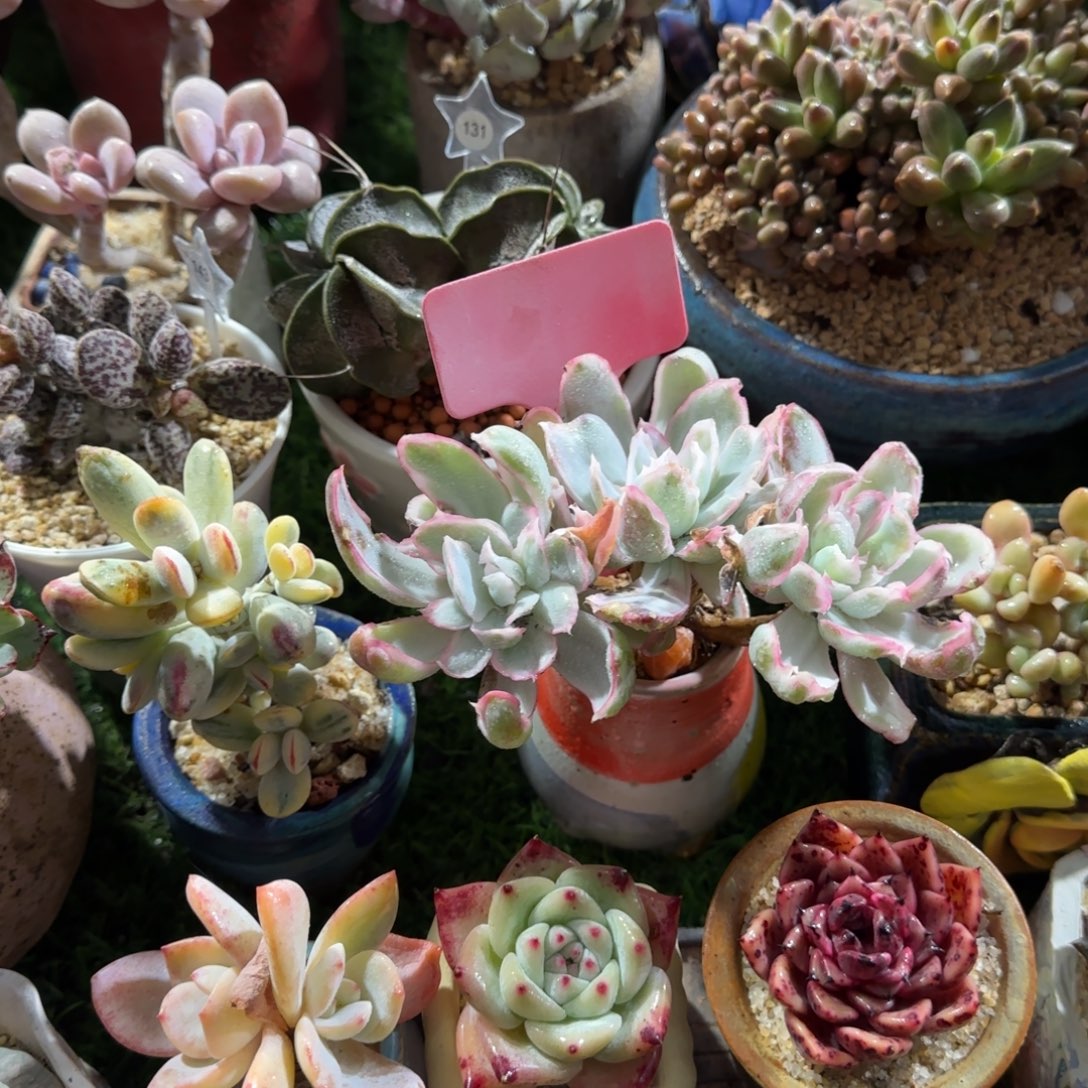 阿***丁多肉植物薄颗粒井三头老庄无砍