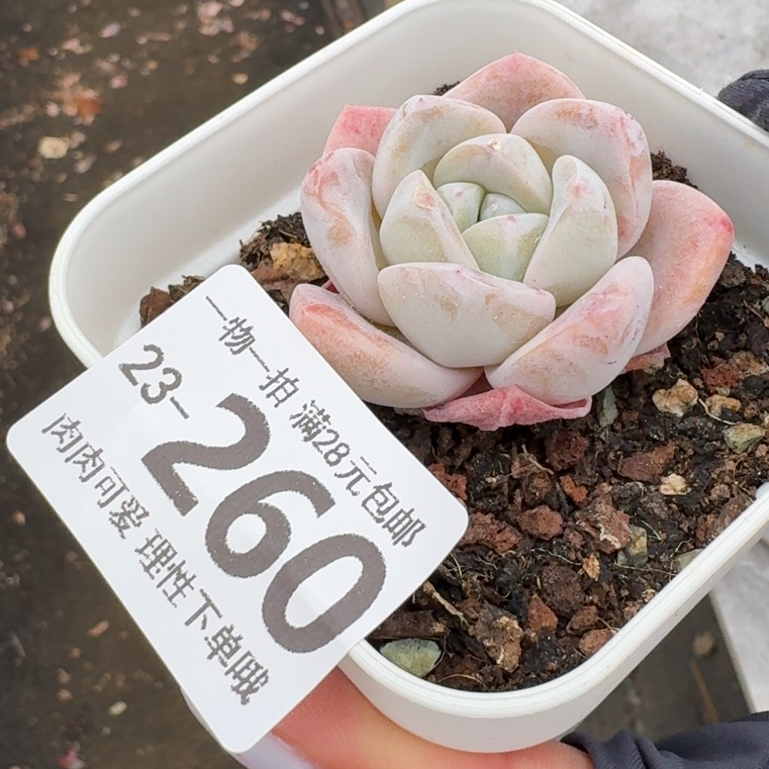 玉蝴蝶无盆土发货