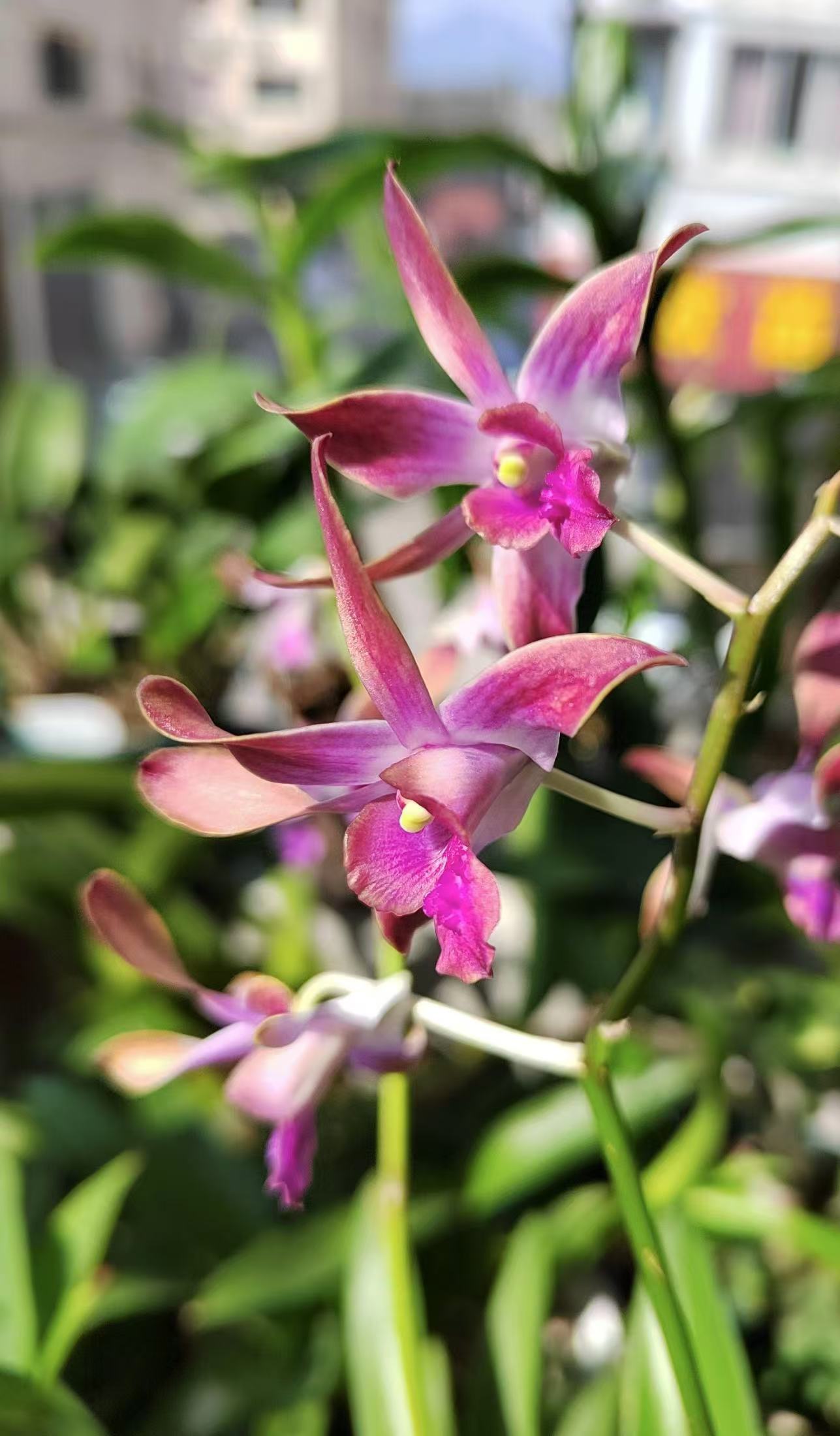 朱丽叶 【秋石斛】渐变粉紫爆花好养室内阳台花期长 云南鲜花绿植