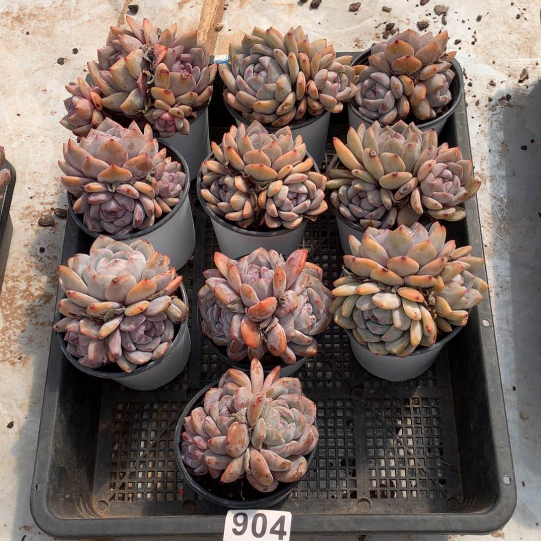 10颗橙梦露多肉，904
