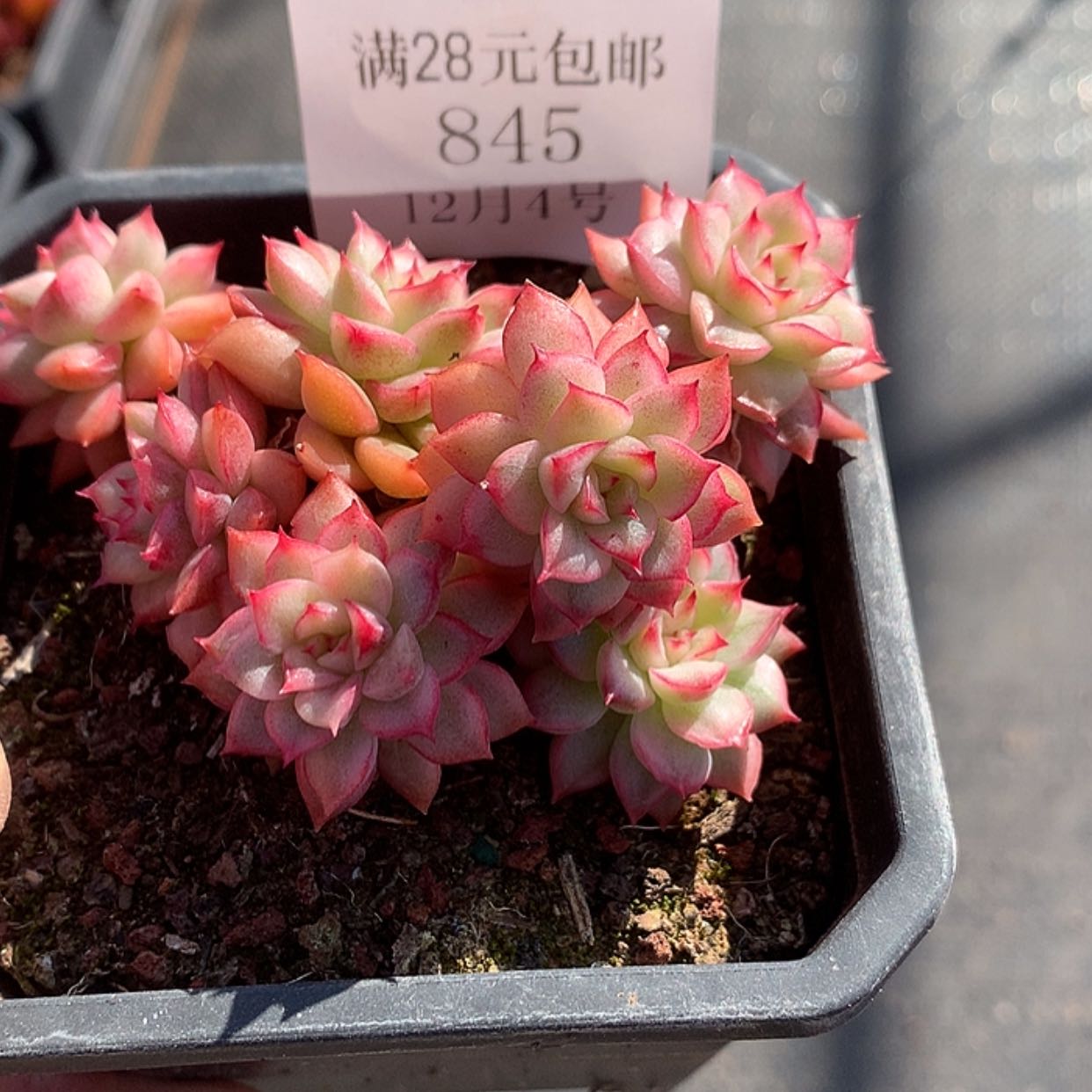 【闪购商品】云845号