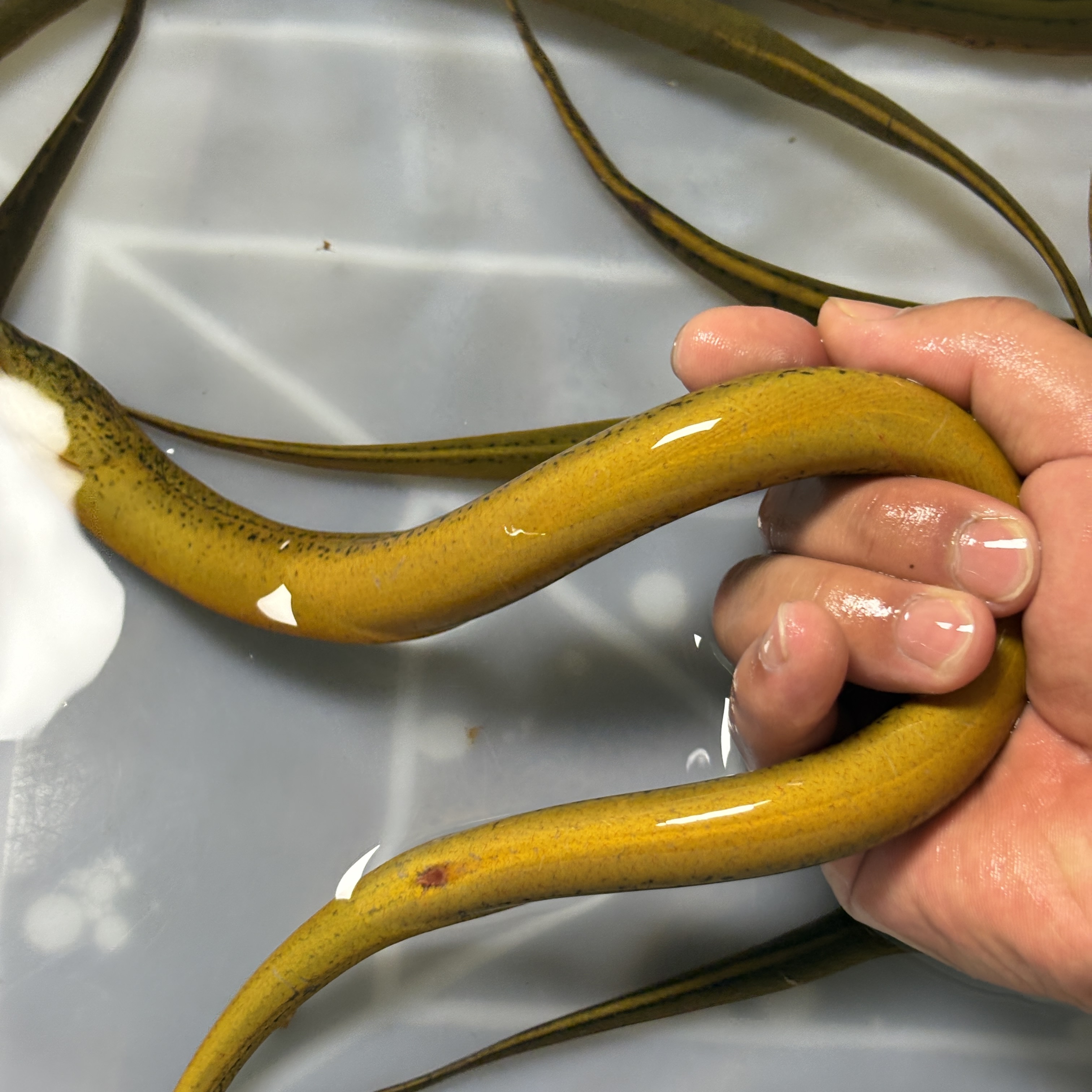 江鲜纪·每条2两-3两区间·野生芦苇荡黄鳝