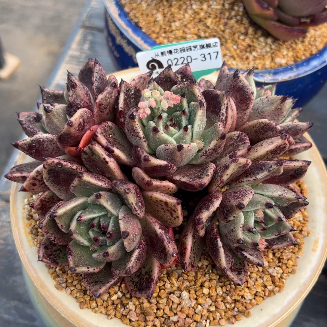 从前慢多肉精选编号0220.317