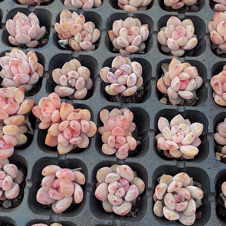 小粉笔1元带土发货