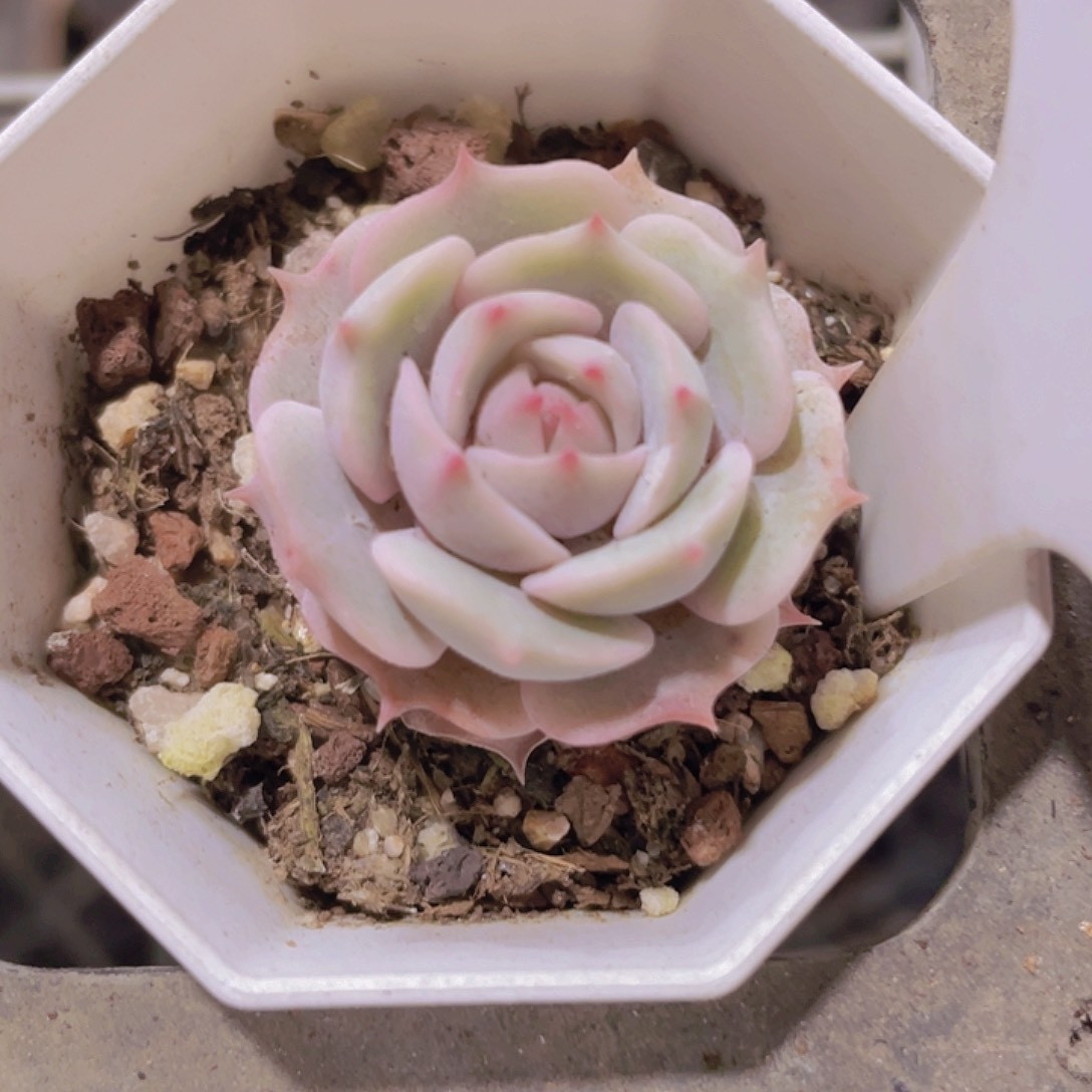 露娜莲w078一物一拍