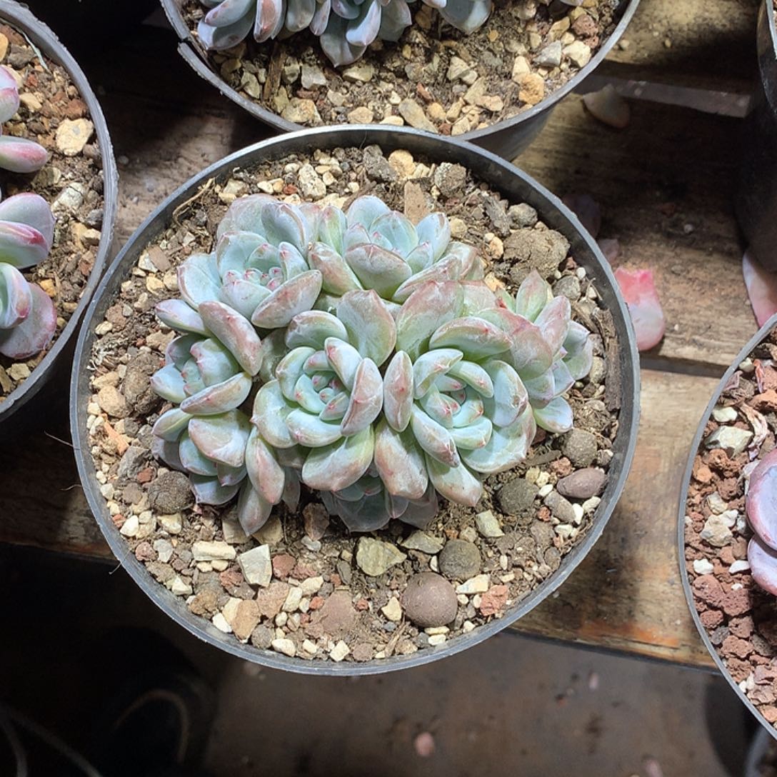 JA哈哈哈哈哈哈哈哈哈