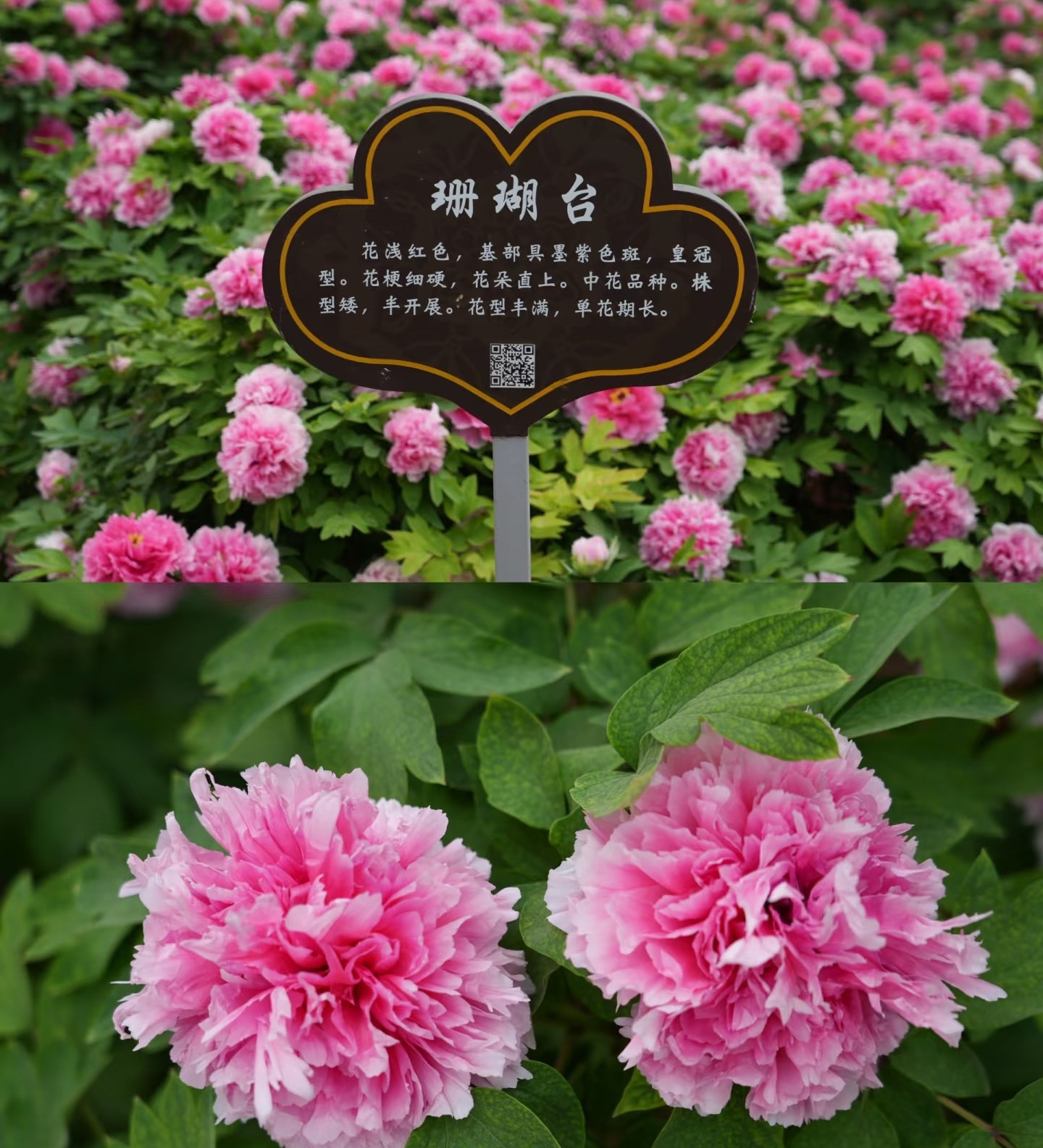 珊瑚台【粉色国系名品】