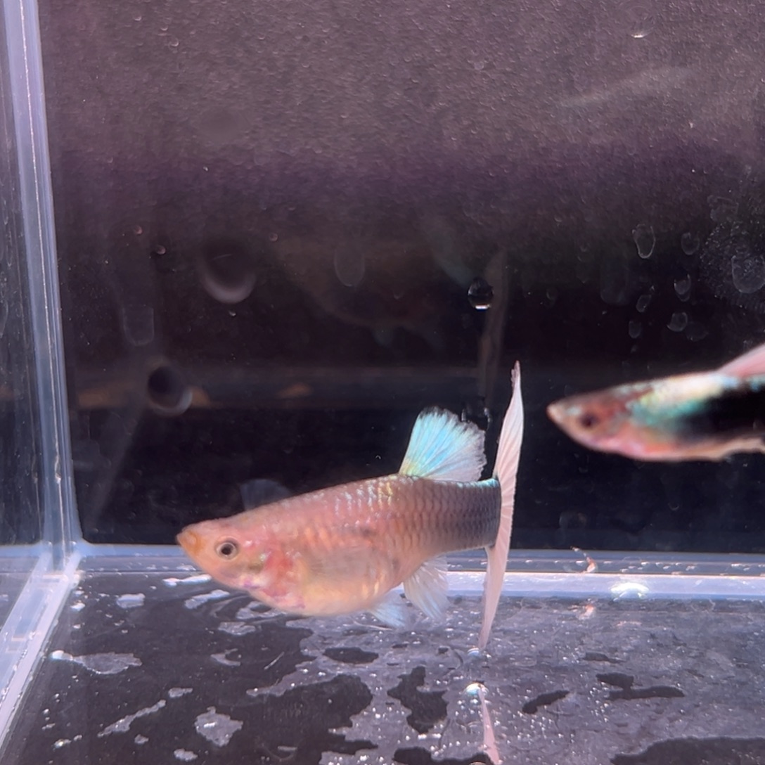 孔雀鱼黄礼服一对