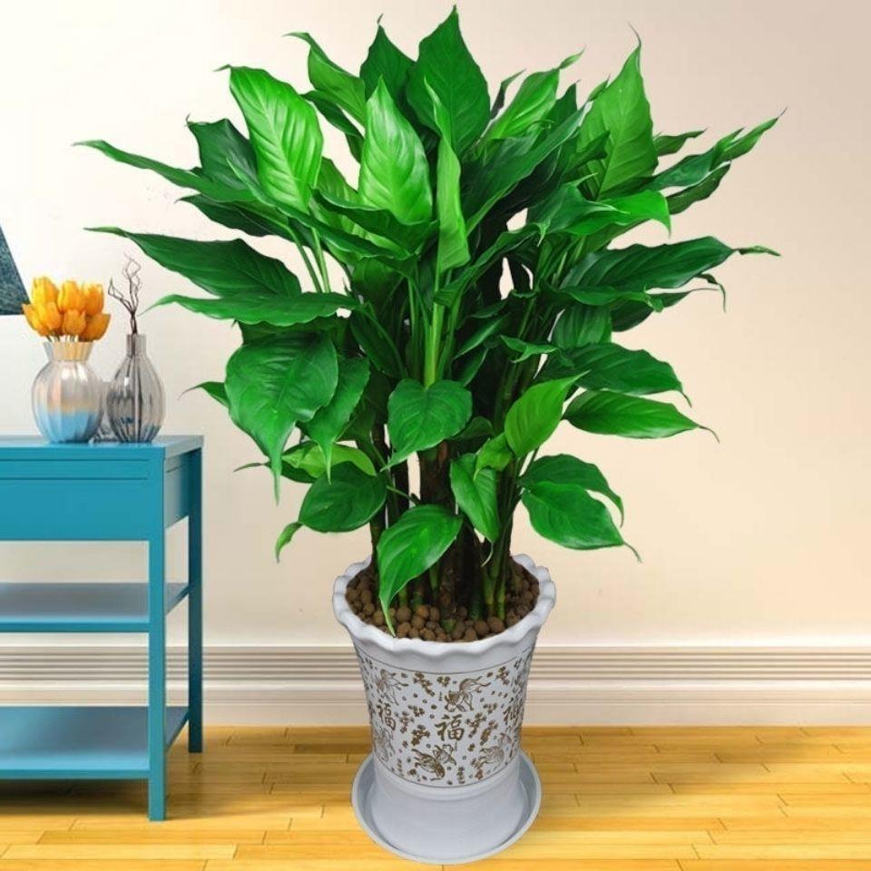 万年青绿植盆栽四季常青吸甲醇植物室内桌面客厅盆景（6棵不带盆）