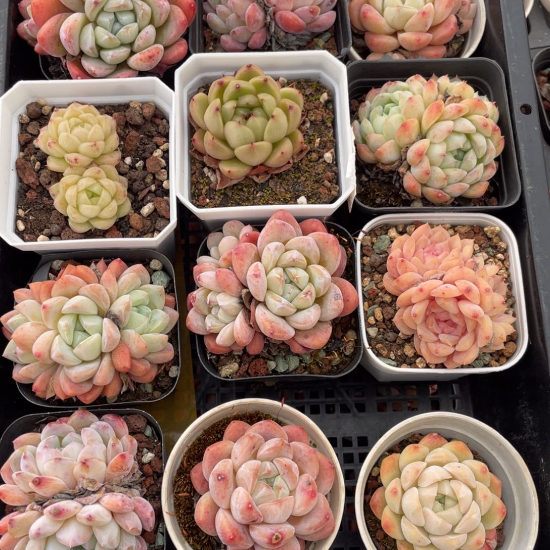 多肉植物十二个精品组826