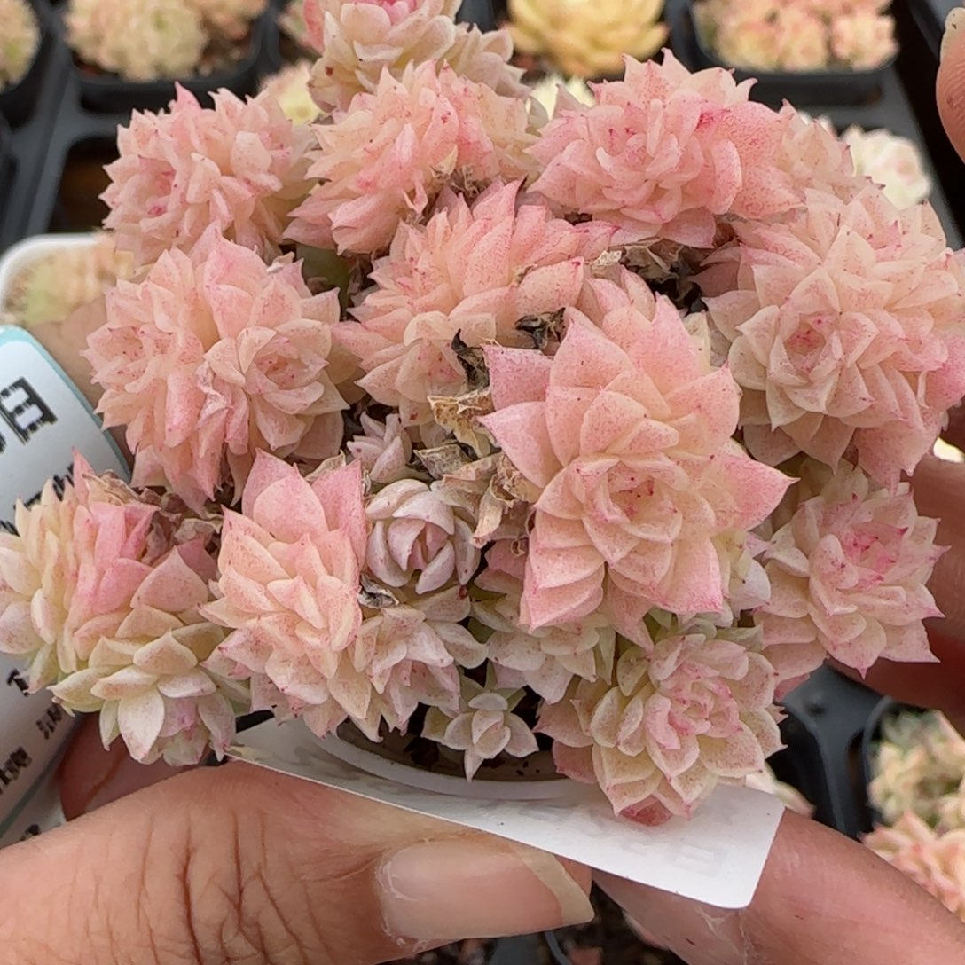 花语逸镜0125-229