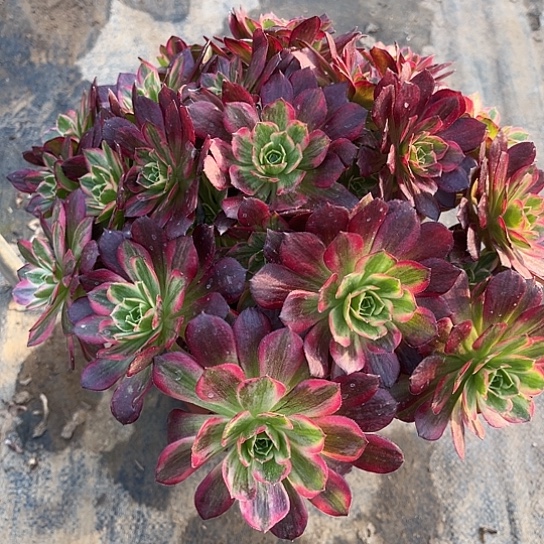 多肉植物安娜锦200