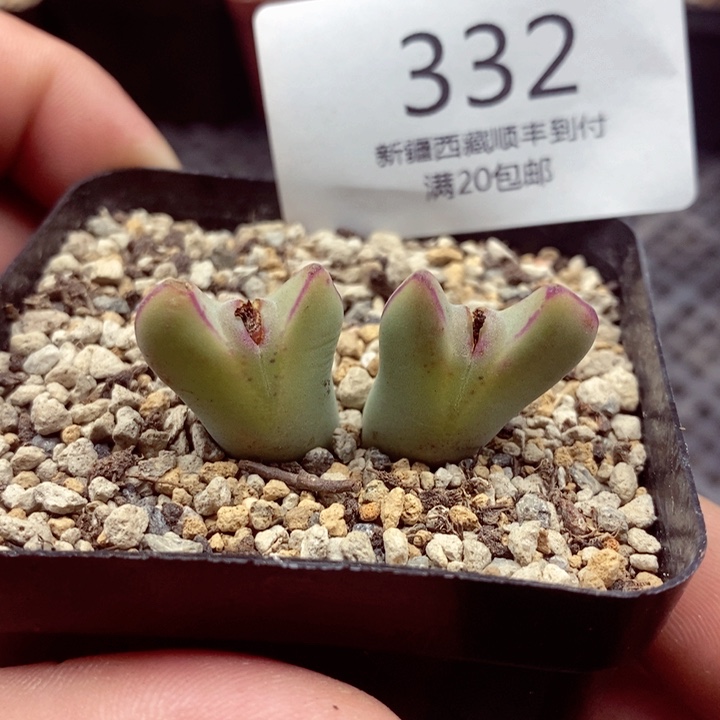 我是一只小小鸟地域鬼332