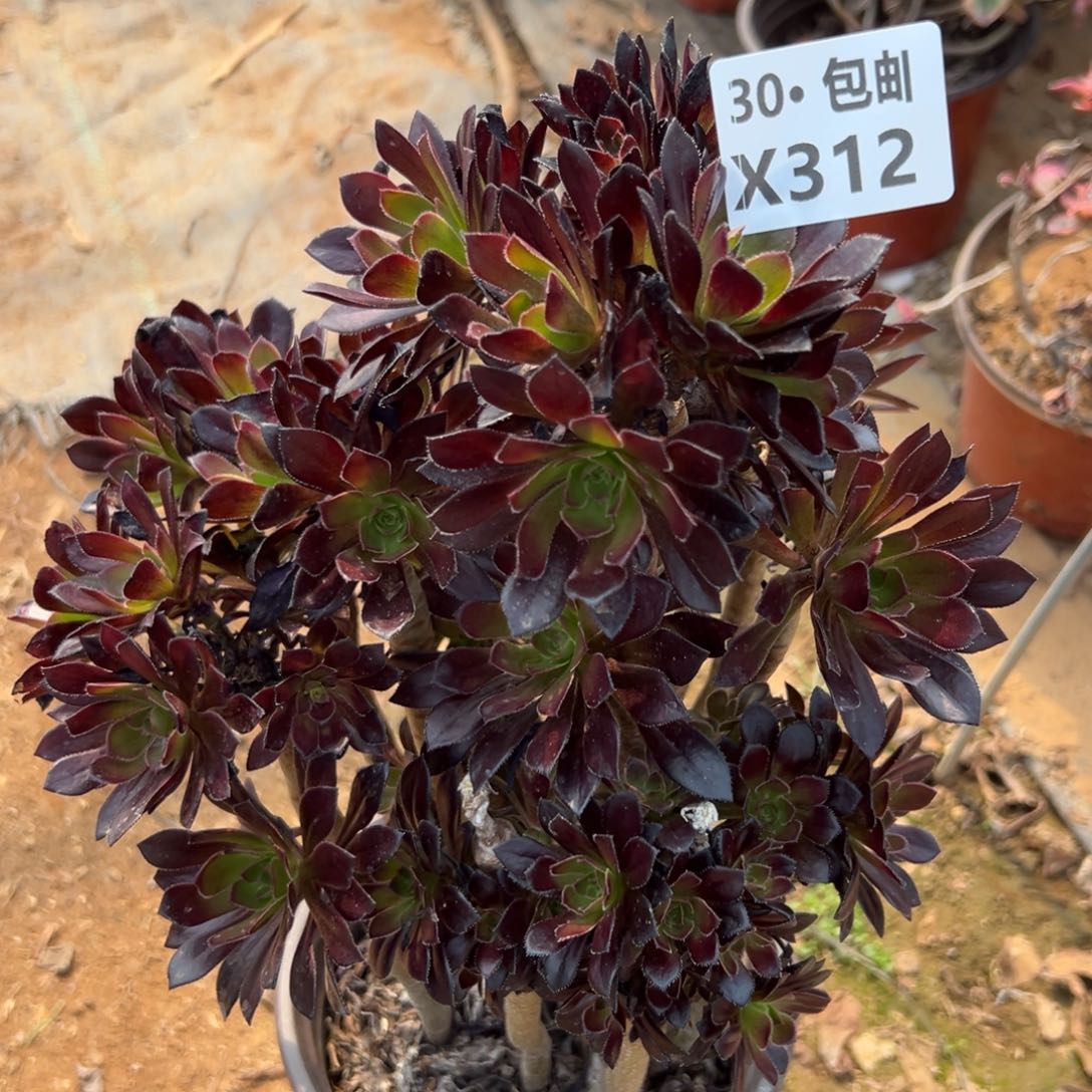 312黑法母本多肉法师