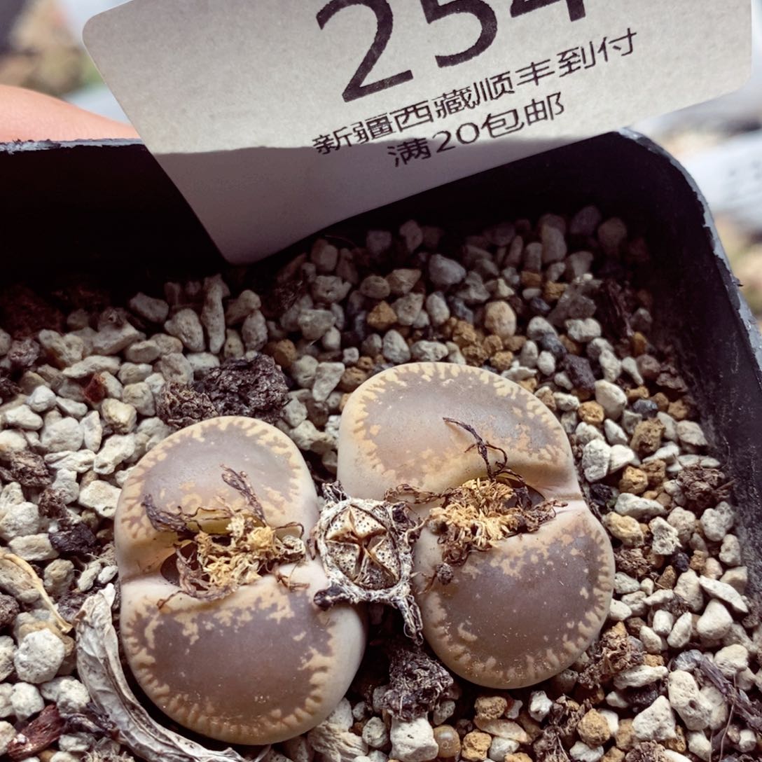 我的小姐姐们都是254