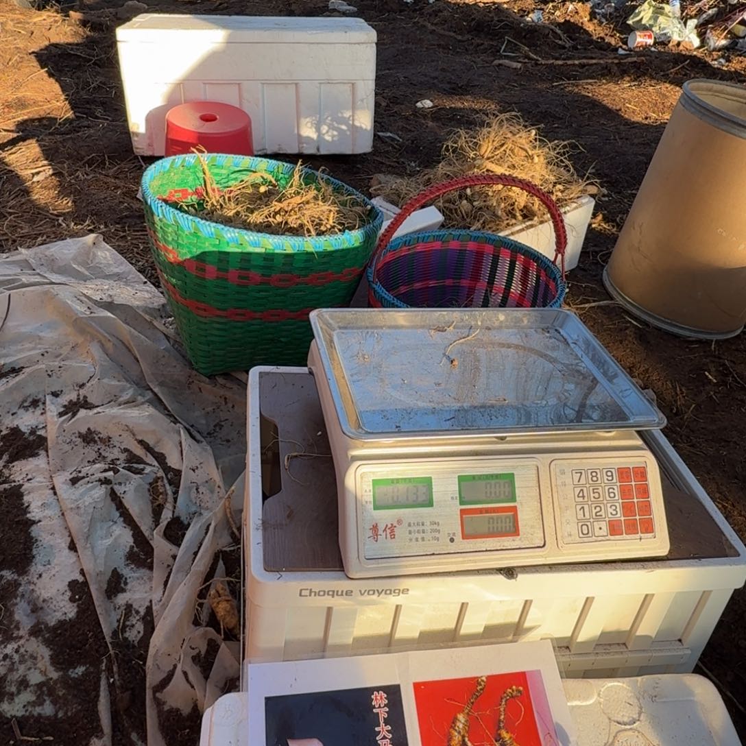 l***1林下参10/15之间L500500g