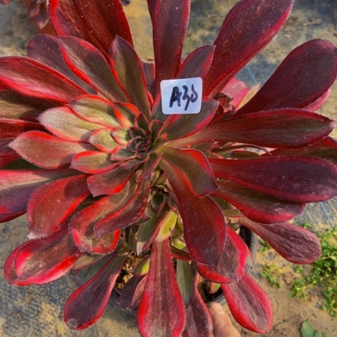 丽娜多肉30多肉不包断