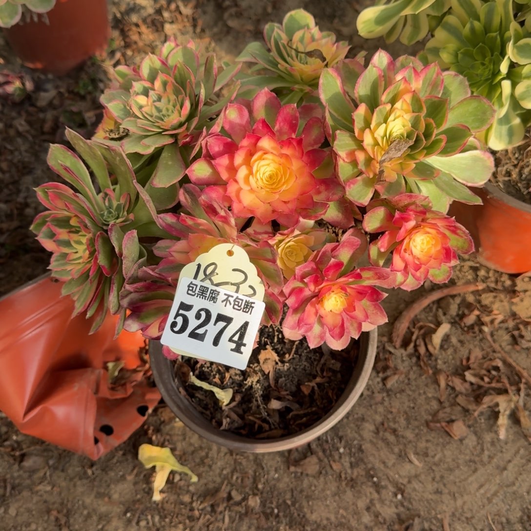 法师丘比特5274 18-31