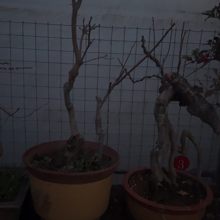 观***涛完全开放带果柿子树