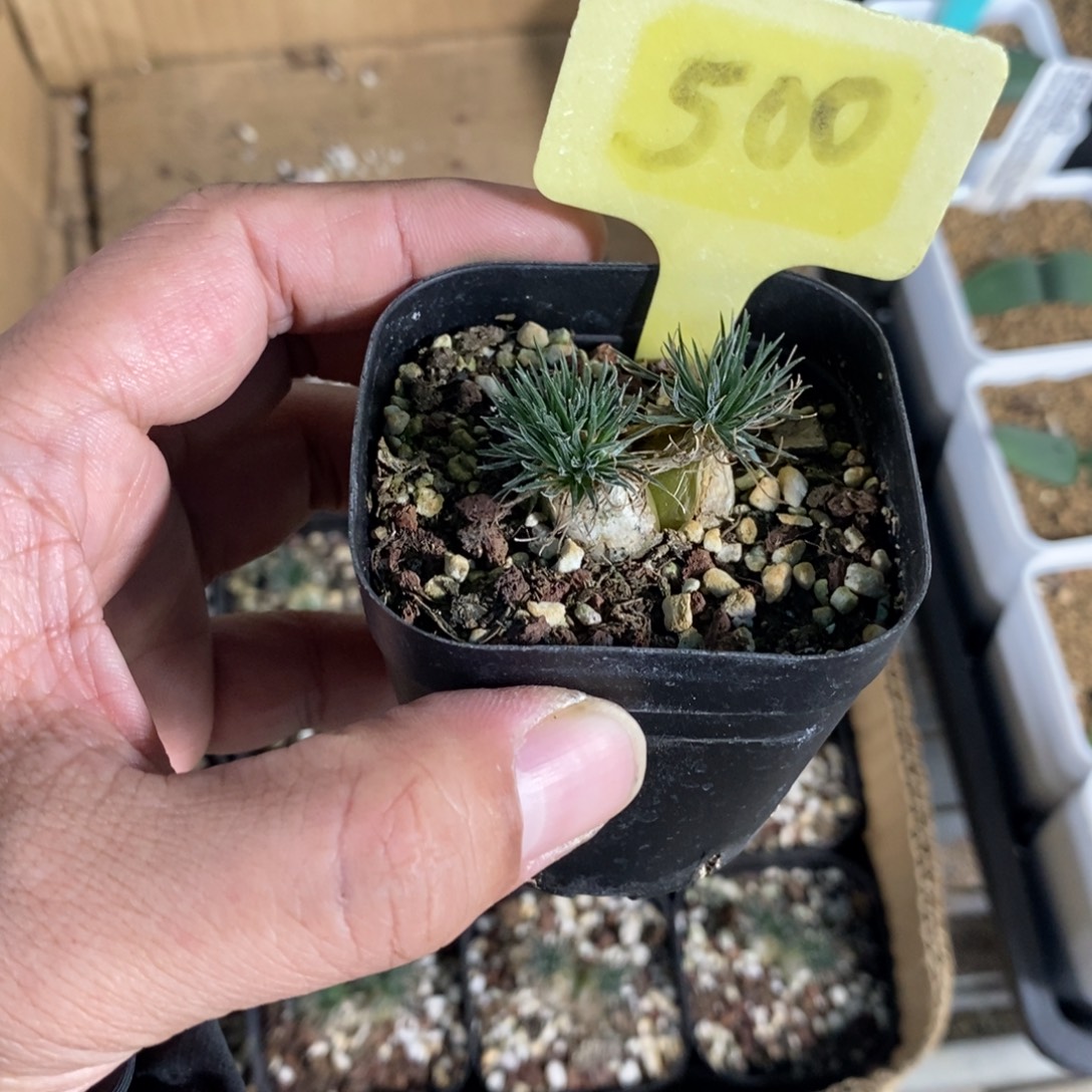 毛叶迷你海葱多肉植物