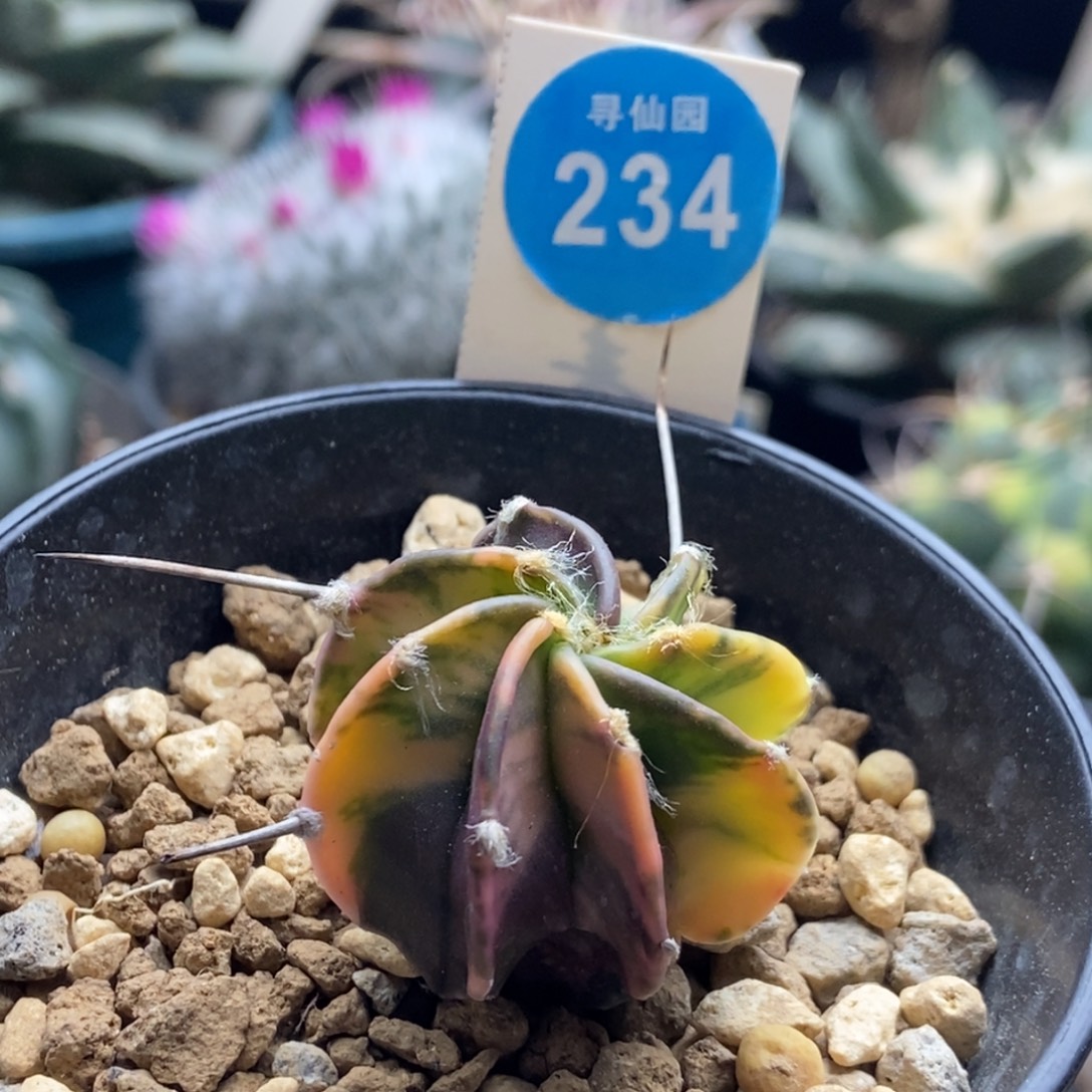 实生水牛角大凤玉锦3.2cm