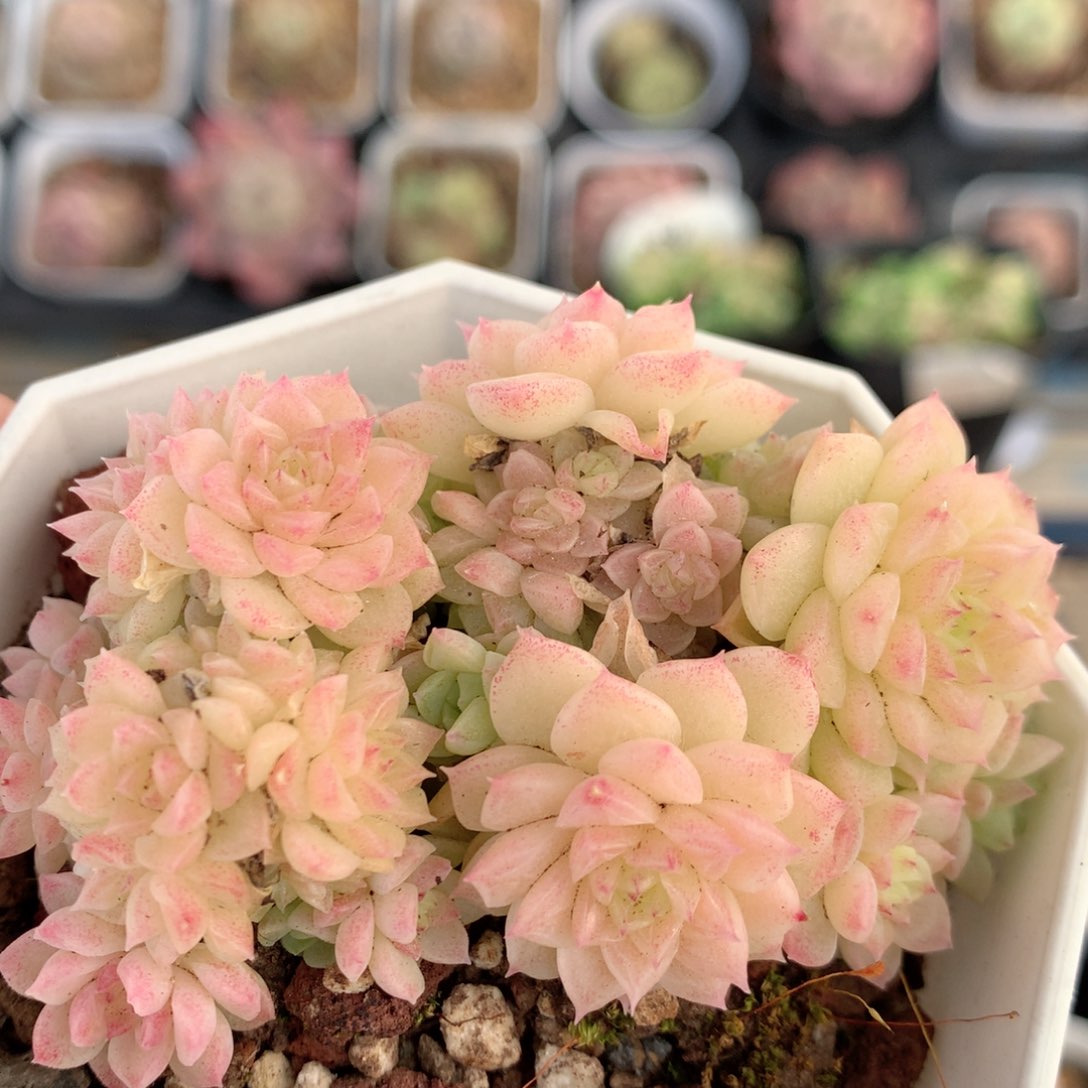 E147 ，20包邮两天凑单偏远不发货到 