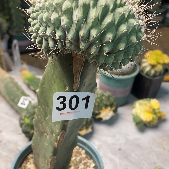 完全开放301菊水缀