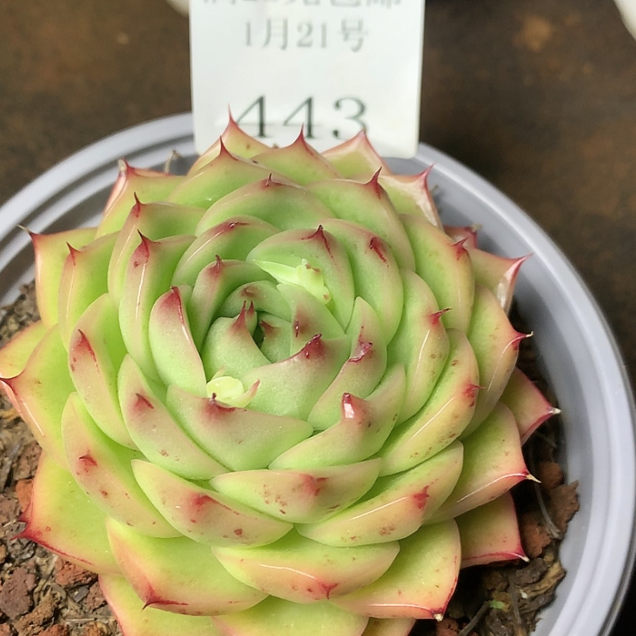 【闪购商品】云443