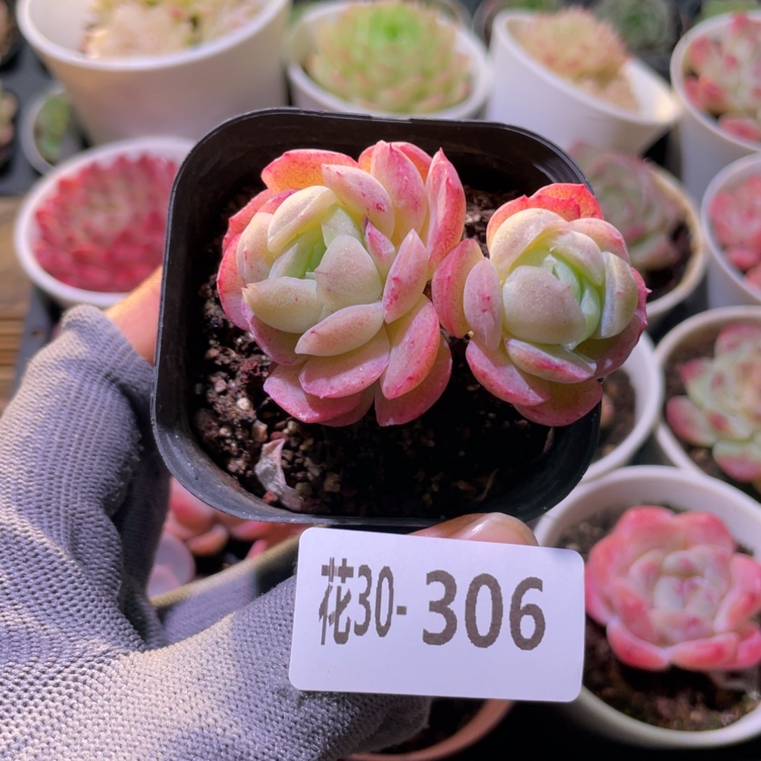 花利美30-306贝瑞