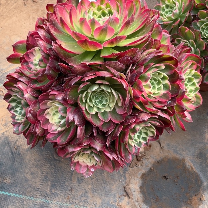 908海王多肉法师福利不包损