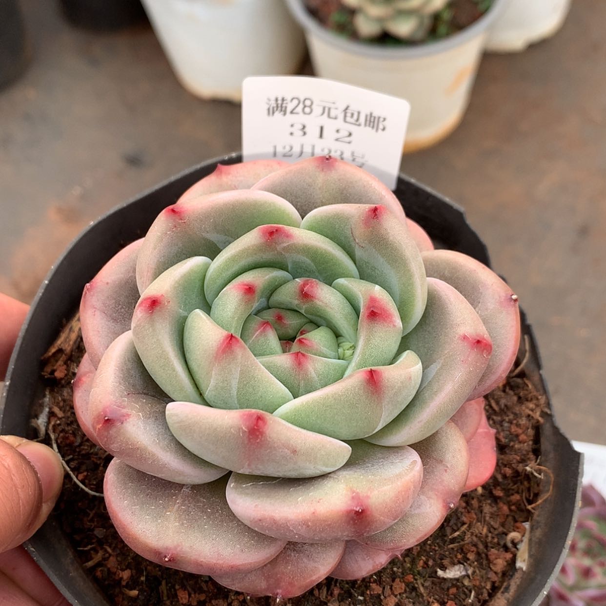 【闪购商品】云312号香槟玫瑰8厘米