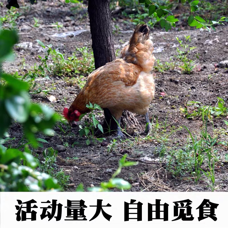 【2年老品种母鸡】农家散养母鸡