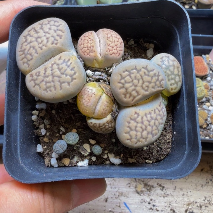 爱****?多肉植物的生长发育148