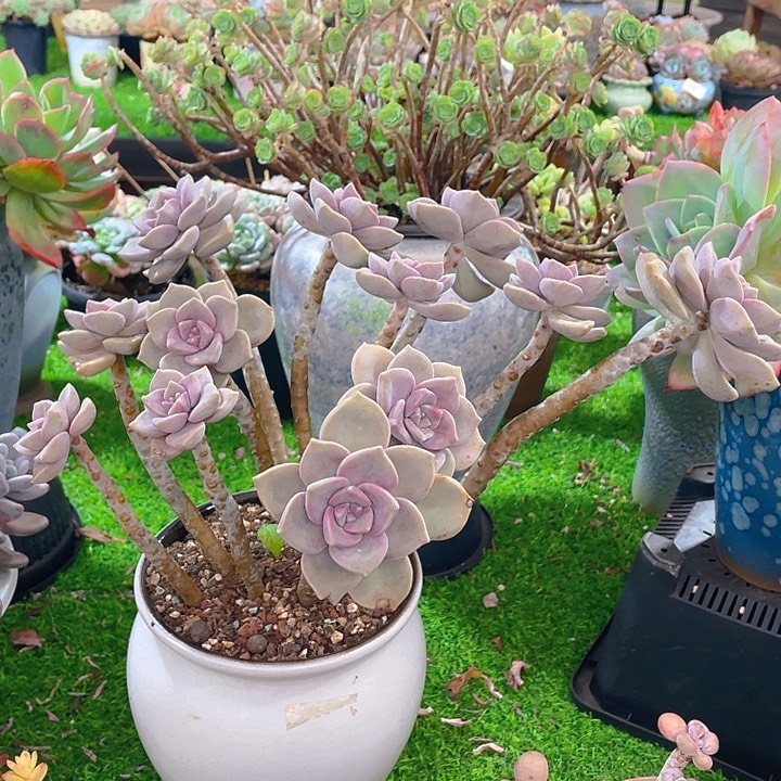 谢谢你的支持000038