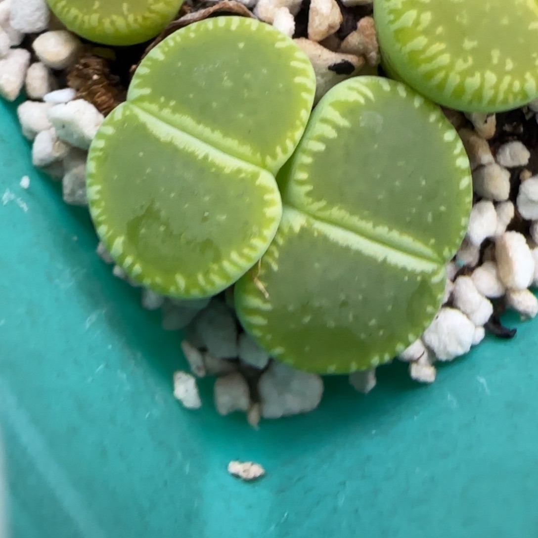 12.23.绿光阳.9002