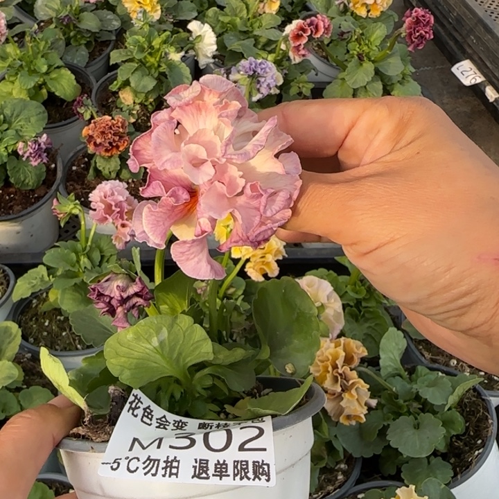 花***²无花朵M302角堇小苗一物一拍默认苗晃