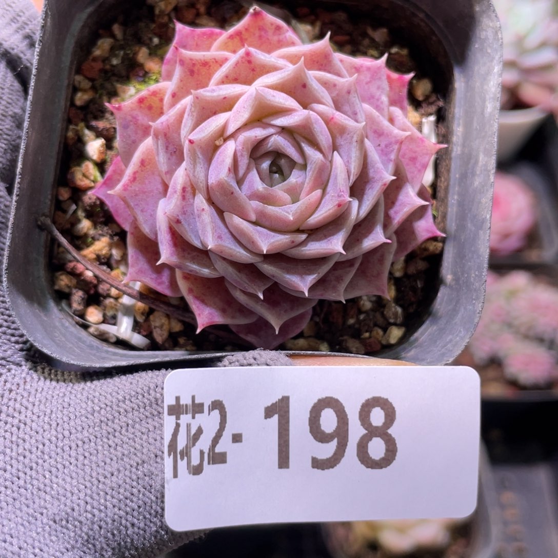 花利美 2-198海林娜