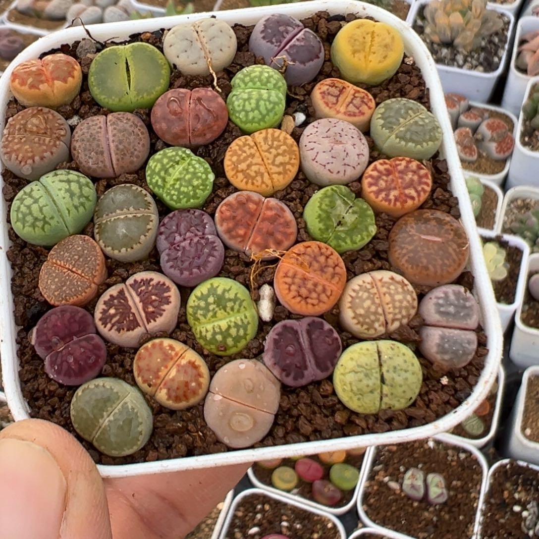 小***喃23多肉植物百科植物