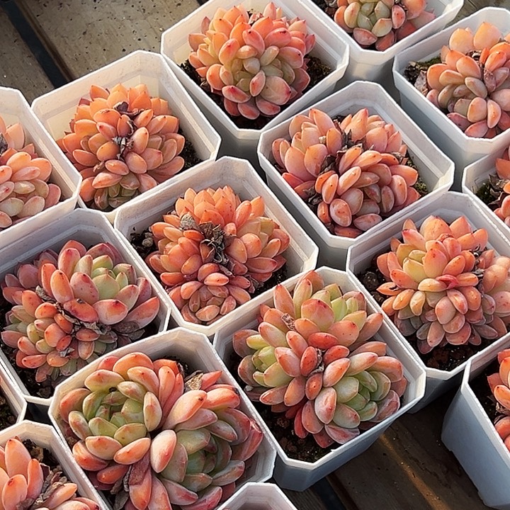 全明星        福利多多