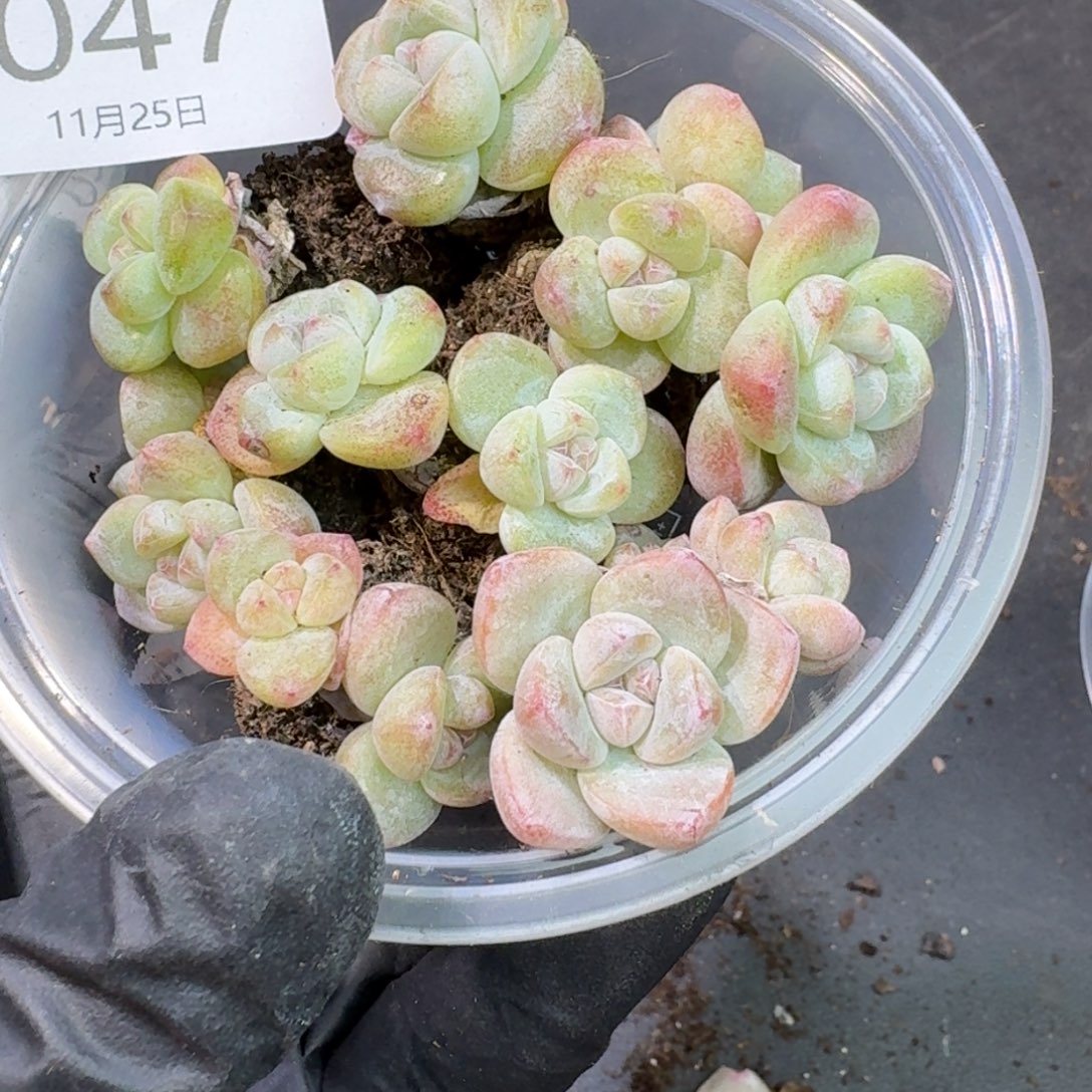 香****47号哈哈哈哈哈哈哈哈哈哈哈